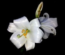 lily flower white petal