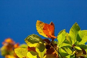 autumn background beech brown