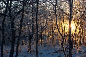 trees morning frost frosty sunrise