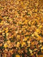 autumn leaves on ground