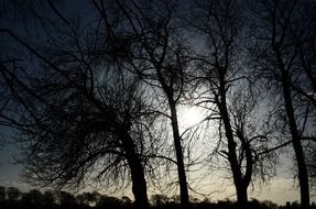 sun light between trees