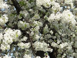 flowers tree white nature
