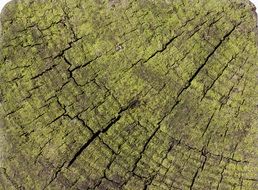 wood structure fund seaweed old