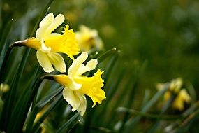 beautiful daffodils in garden