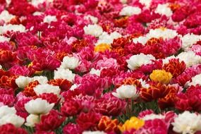 background beautiful beauty blossom