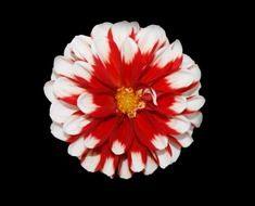 christmas flower red white nature