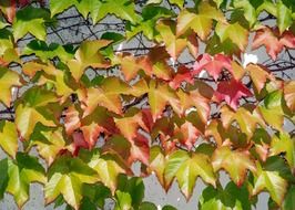 vine ranke wall background