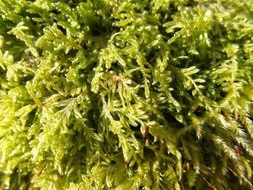 bright green moss close up