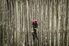 fence rose solitude pink love