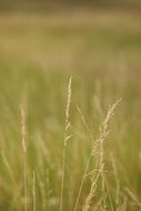 landscape field wheat green nature