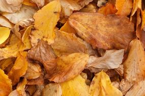 carpet of autumn leaves