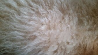 fur dog hair white texture pet