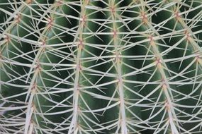 cactus thorns plant desert garden