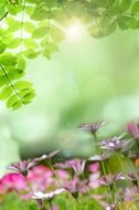 wallpaper with spring meadow flowers