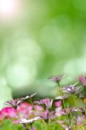 background with spring meadow flowers