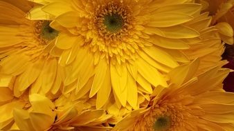 flower design floral texture
