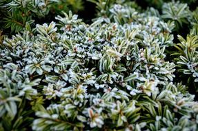 blue green nature bushes frost hoarfrost season macro