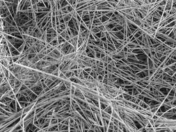black and whitephoto of reeds plants