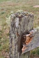 moss fence old grass wooden wood