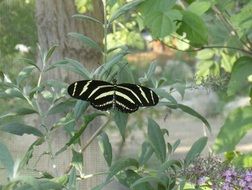 butterfly black and tan foliage