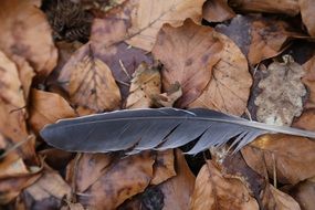 bird feather on old leaves