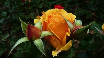 orange roses buds blooming opening