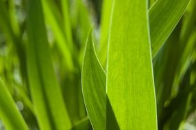 iris leaves irises green