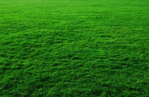 background green grass lawn