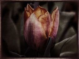 tulip flower spring nature