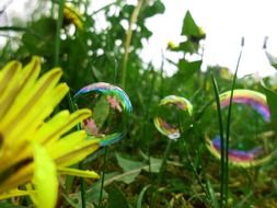 dandelion bubbles tiny dandelions