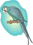 blue bird background wings macaw