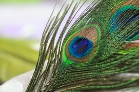 peacock feather bird nature