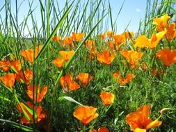 orange flowers poppy petals