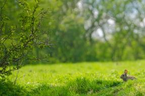 bunny sitting animals meadow