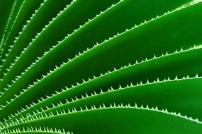 green cactus leaves with spikes