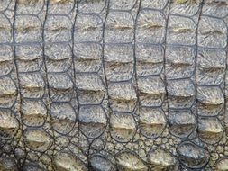 crocodile skin reptile wild nature