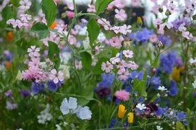 tiny colorful summer flowers