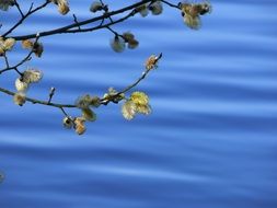 pussy willow bush water lake