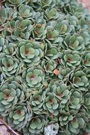 succulent foliage structural leaf