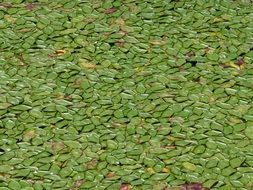 leaves green pattern nature leaf