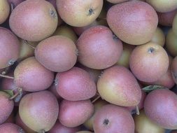 pear a pile of fruit stack
