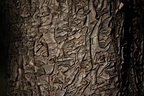 bark tree texture wood