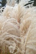 wheat grass cattail nature plants