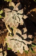 succulent green pink grey rosette