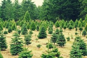 christmas trees xmas farm seasons