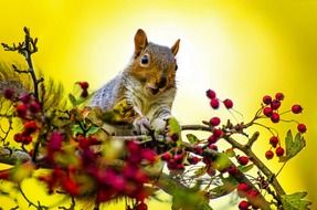 squirrel on a tree with berries