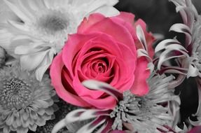 flowers plants rose nature macro