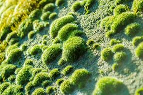 moss soft grass green organic