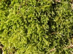 green moss structure