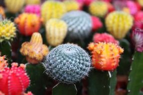 beautiful cactus flowers